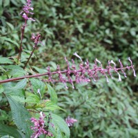 Coleus inflatus Benth.